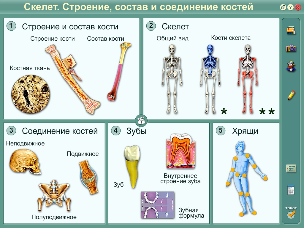 Анатомия 7 класс